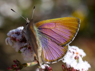 Copper Dusky Blue