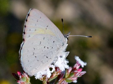 Copper Dusky Blue