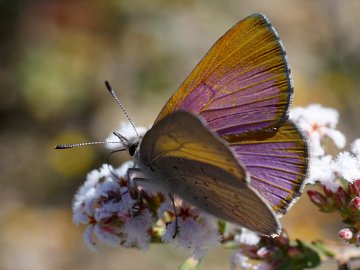 Copper Dusky Blue