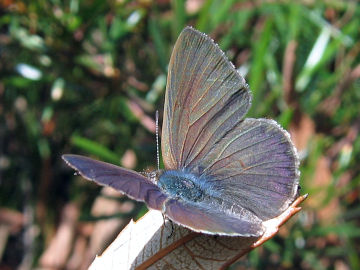 Varied Dusky Blue