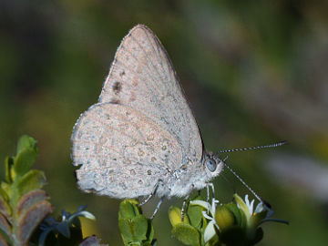 Varied Dusky Blue