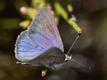 Varied Dusky Blue