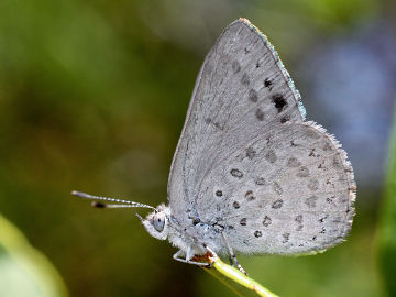 Varied Dusky Blue