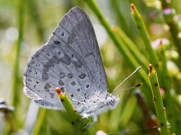 Varied Dusky Blue