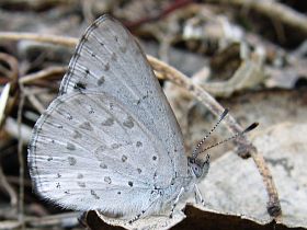 Varied Dusky Blue