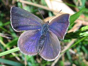 Varied Dusky Blue