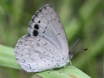 Varied Dusky Blue