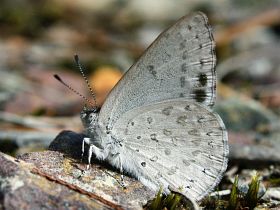 Varied Dusky Blue