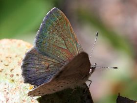 Varied Dusky Blue