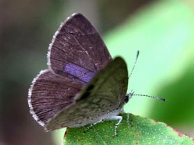 Varied Dusky Blue