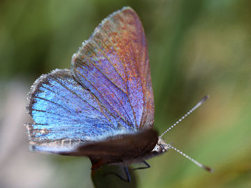 Varied Dusky Blue