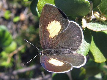 Yellow-spotted Blue