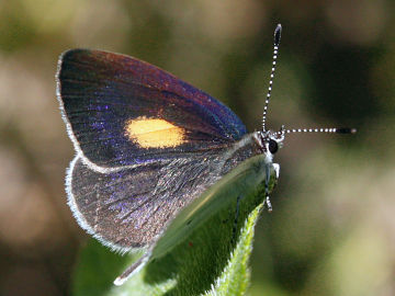 Yellow-spotted Blue