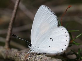 Yellow-spotted Blue