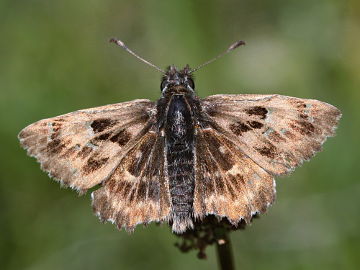 Carcharodus alceae