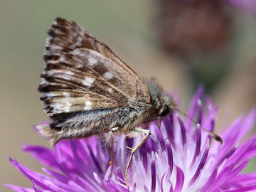 Malven-Dickkopffalter (Carcharodus alceae) Malven-Dickkopffalter (Carcharodus alceae)