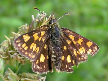 Carterocephalus palaemon