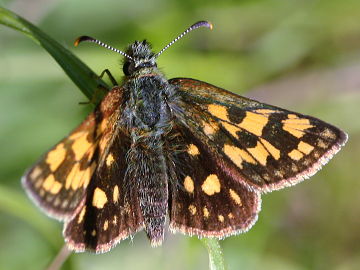 Carterocephalus palaemon Carterocephalus palaemon