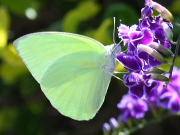 Lemon Migrant