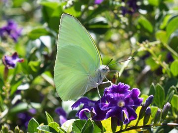 Lemon Migrant