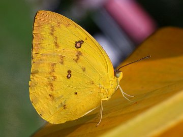 Lemon Migrant