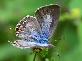 Speckled Line Blue