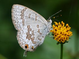 Speckled Line Blue