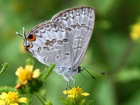 Speckled Line Blue