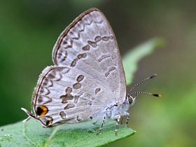 Speckled Line Blue