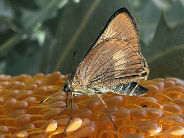 Orange Palm Dart