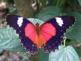 Red Lacewing