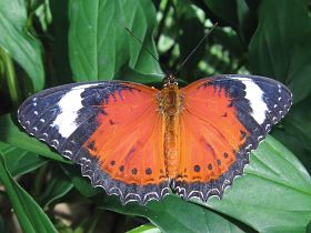 Orange Lacewing