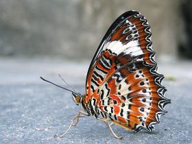 Orange Lacewing