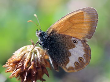 Perlgrasfalter