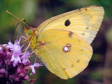 Colias alfacariensis