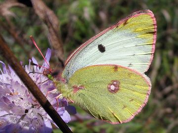 Colias alfacariensis