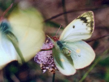 Colias alfacariensis