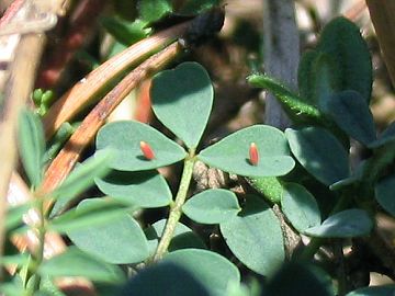 Colias alfacariensis