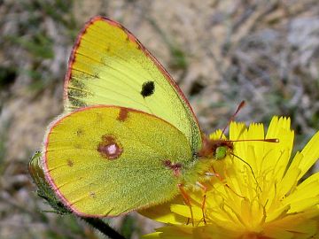 Colias alfacariensis