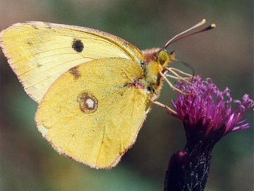 Colias hyale