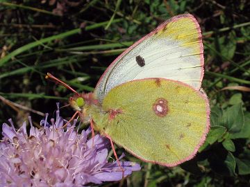 Colias hyale