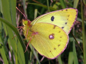 Colias hyale