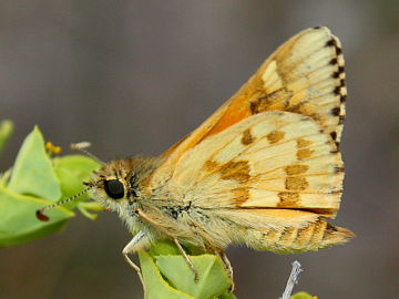 Yellow Sand Skipper