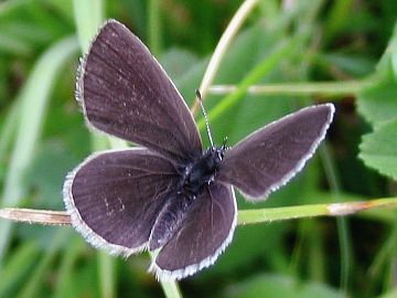 Zwergbläuling (Cupido minimus)