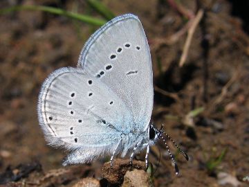 Zwergbläuling (Cupido minimus)