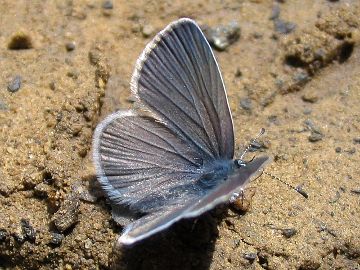 Zwergbläuling (Cupido minimus)