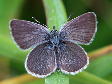 Zwergbläuling (Cupido minimus)