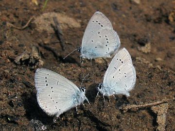 Zwergbläuling (Cupido minimus)