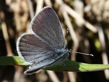 Zwergbläuling (Cupido minimus)