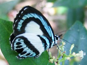 Large Green-banded Blue